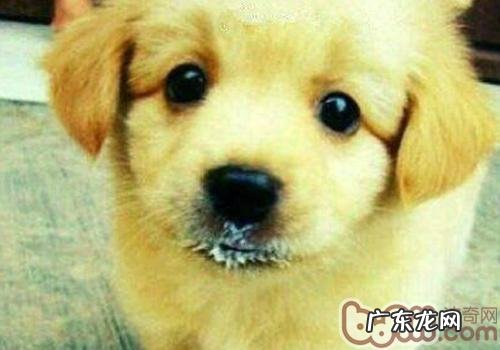 为什么不可以给狗狗喝牛奶
