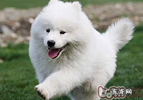 狗狗放屁的缘故有什么