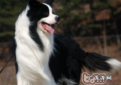 边境牧羊犬的感受重吗