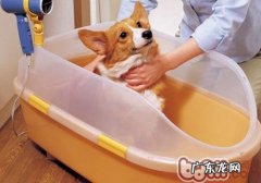 帮小狗吹毛的方式