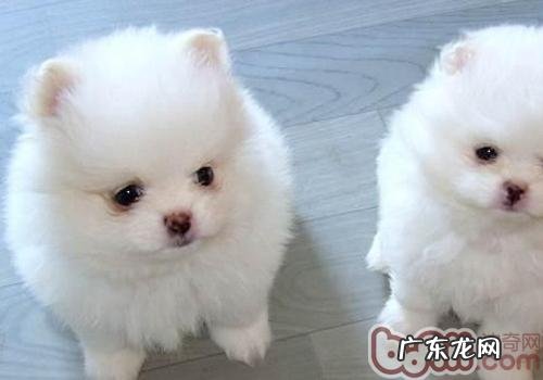 初养狗狗有什么忌讳