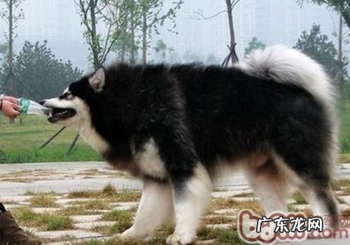 为何小狗打过预苗后无精打采