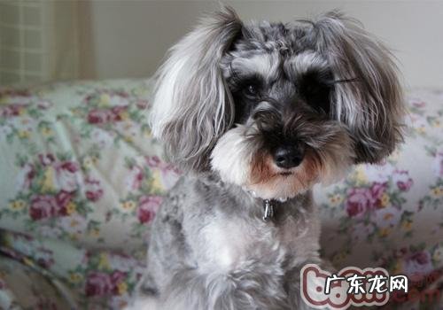 小狗的身上异味重的缘故及解决方案