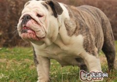 小狗交通出行请带好挂牌上市