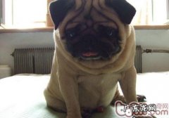 怎样为小狗选择沐浴液