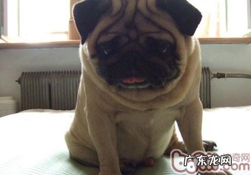 怎样为小狗选择沐浴液