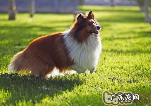 主人家“每日、每月、每一年”该为小狗做的事