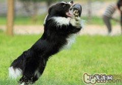 给小狗选择小玩具的标准