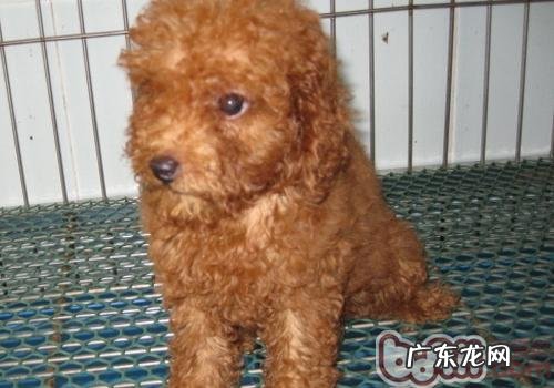 买狗要留意狗贩的蒙骗方式