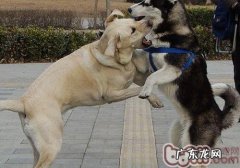 狗狗打架怎样劝说