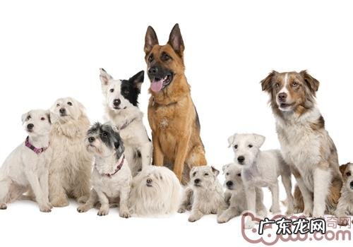 小狗是怎么决策由谁来当大哥的