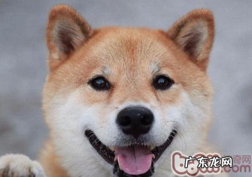 柴犬的特点有什么