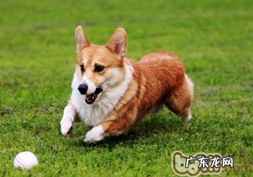 非纯种小狗的缺点有什么