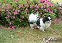 小狗是否可以使认清色调