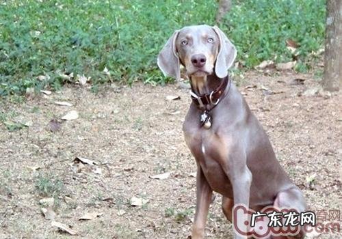 小狗是否会流汗