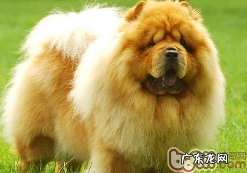 小狗中署不能用冰块儿