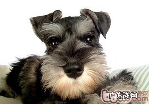 雪纳瑞和小泰迪哪家好