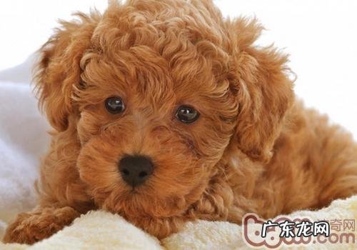 雪纳瑞和小泰迪哪家好