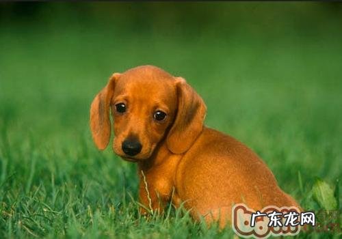腊肠犬打架斗殴强大吗
