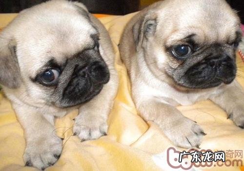 巴哥犬吃啥比较好