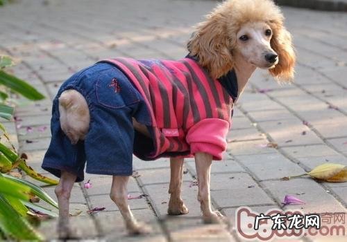 泰迪犬不能吃什么