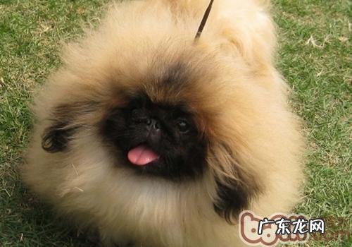 北京犬与京巴的差别