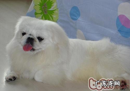 北京犬与京巴的差别