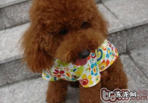 泰迪犬的使用寿命有多久