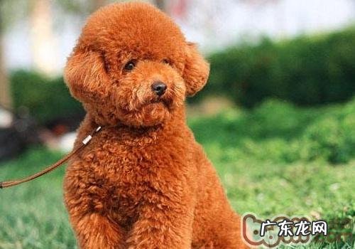 如何避免小狗摔倒