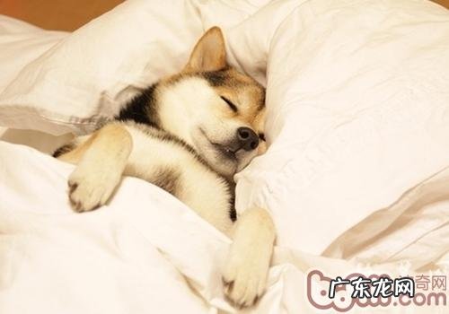 狗狗睡觉必须盖厚吗