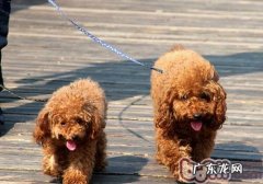 工薪族该如何养狗