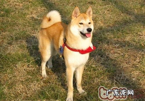 小狗喜爱咬电缆线该怎么办