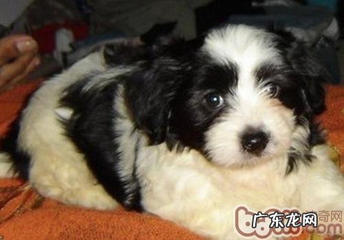 造成小狗食欲不佳的缘故有什么