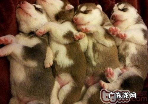 金毛换毛期必须留意些哪些