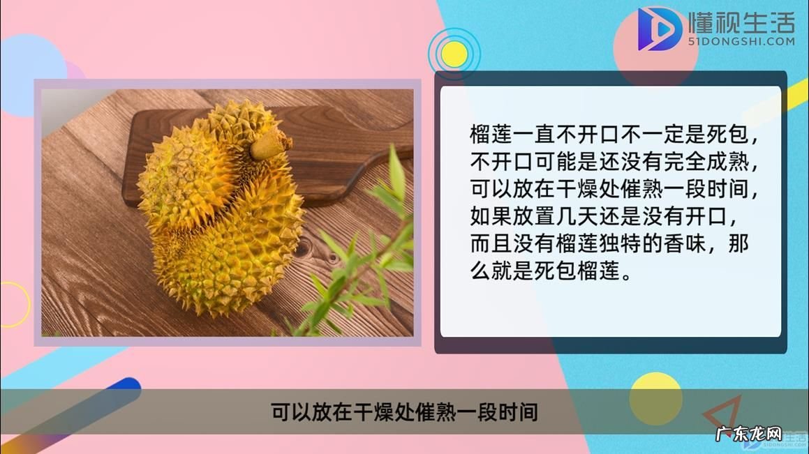 榴莲死包肉图片? 榴莲一直不开口是死包吗