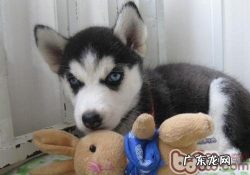 小狗太疯应该怎么办