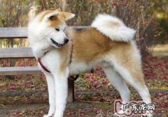 怎样吃狗粮狗吃狗驱虫药