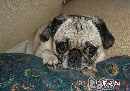 如何帮小狗擦双眼