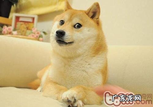 【检测】针对小狗性情的简易检测