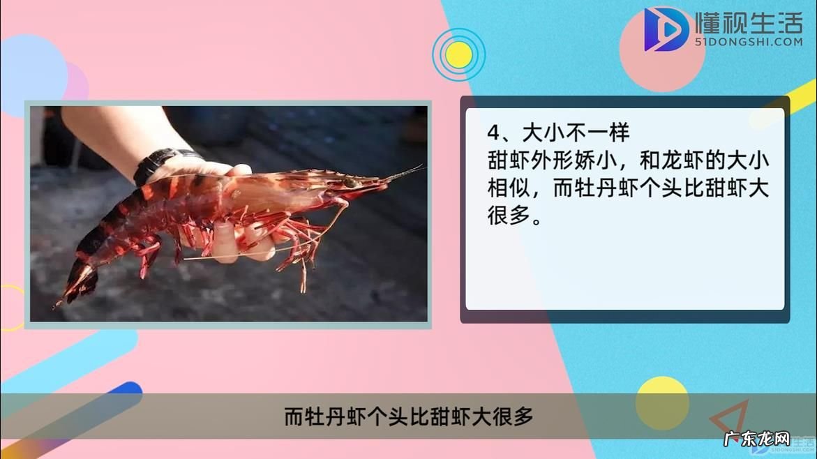 牡丹虾甜虾鳌虾哪个贵? 牡丹虾和甜虾的区别