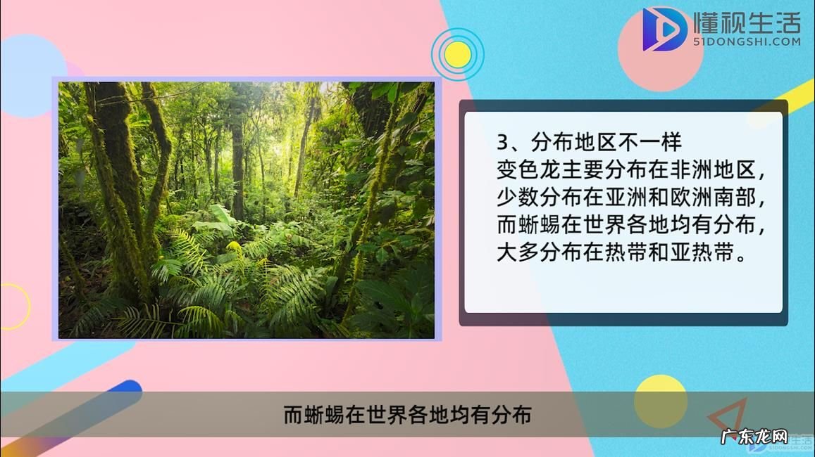 宠物变色龙多少钱一只? 变色龙和蜥蜴的区别