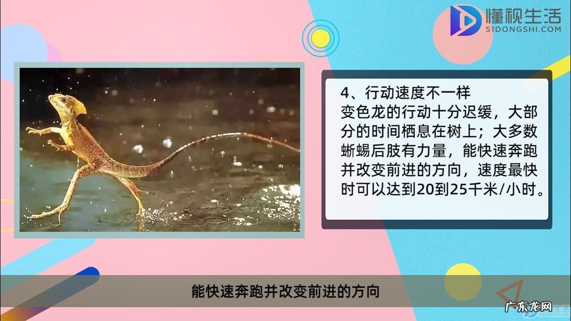 宠物变色龙多少钱一只? 变色龙和蜥蜴的区别
