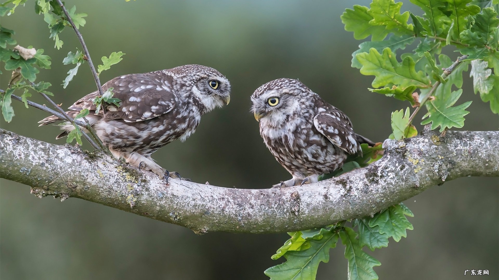 安利纽崔莱养藏牌善衡片都适合哪些人服用?
