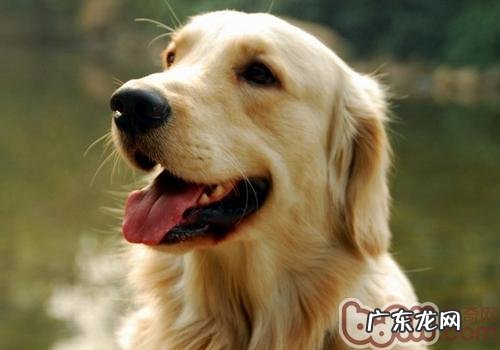 怎样与小狗开展沟通交流