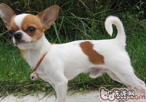 狗狗指甲剪修的常见问题