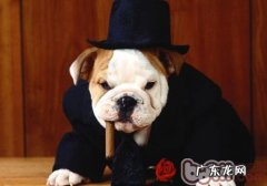 狗狗打疫苗前应留意的好多个难题