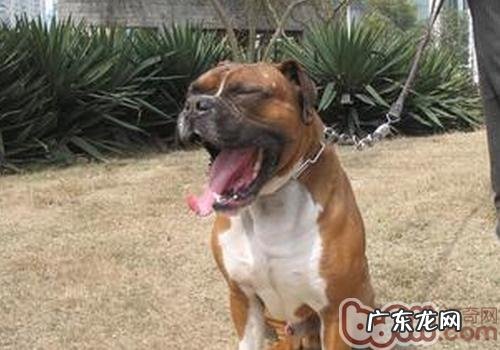 怎样协助拳师犬减肥瘦身