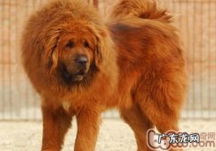 如何帮藏獒刮毛