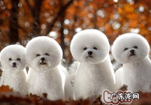 比熊可以长多少