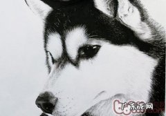 金毛不叫的缘故